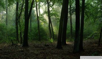 Działka leśna Skaszewo Włościańskie. Zdjęcie 1
