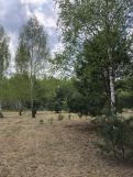 Działka rolno-budowlana Nowy Lubusz. Zdjęcie 4