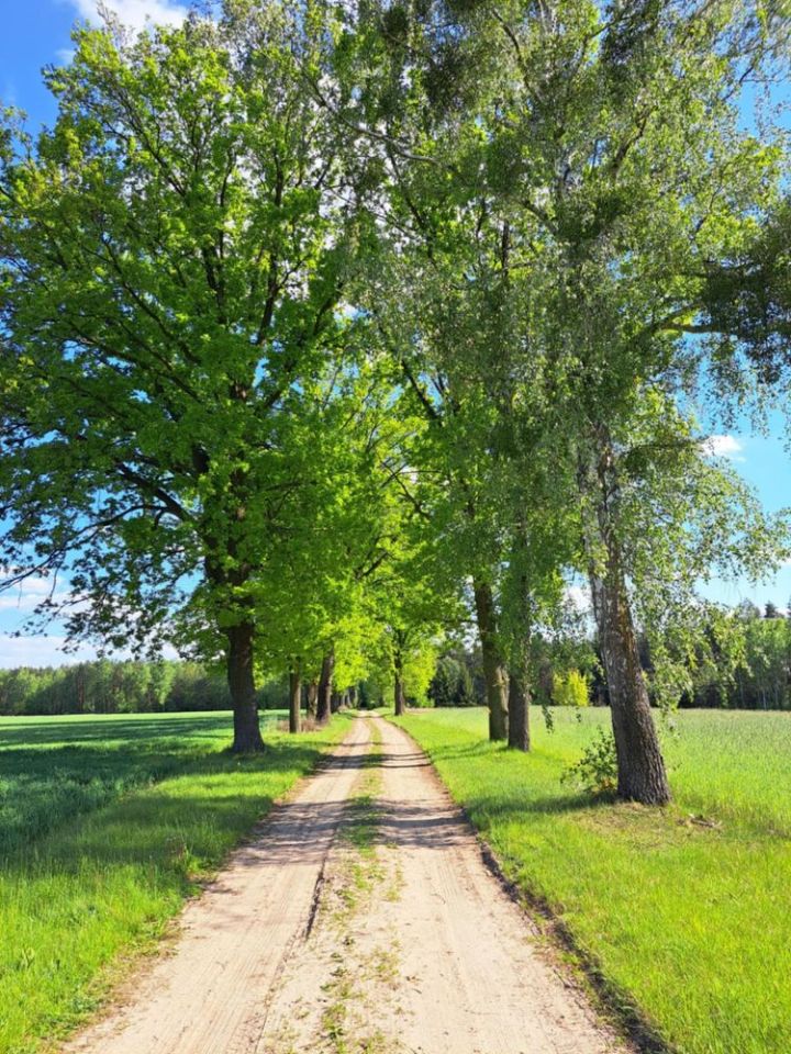 Działka rolna Aleksandria. Zdjęcie 4