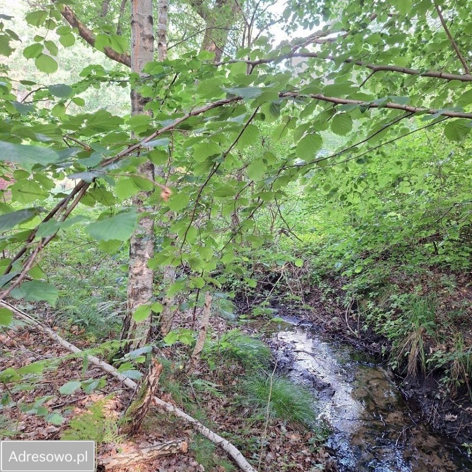 Działka rolna Sasino. Zdjęcie 6