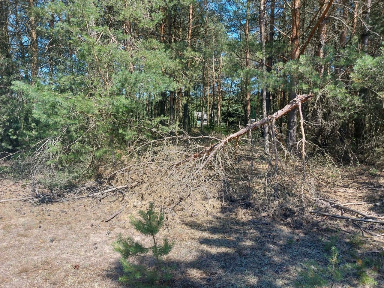 Działka siedliskowa Dąbrowa. Zdjęcie 6