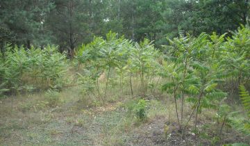 Działka budowlana Stare Koziminy