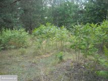 Działka budowlana Stare Koziminy. Zdjęcie 1