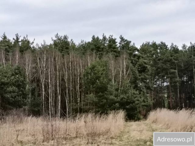 Działka Łowinia. Zdjęcie 1