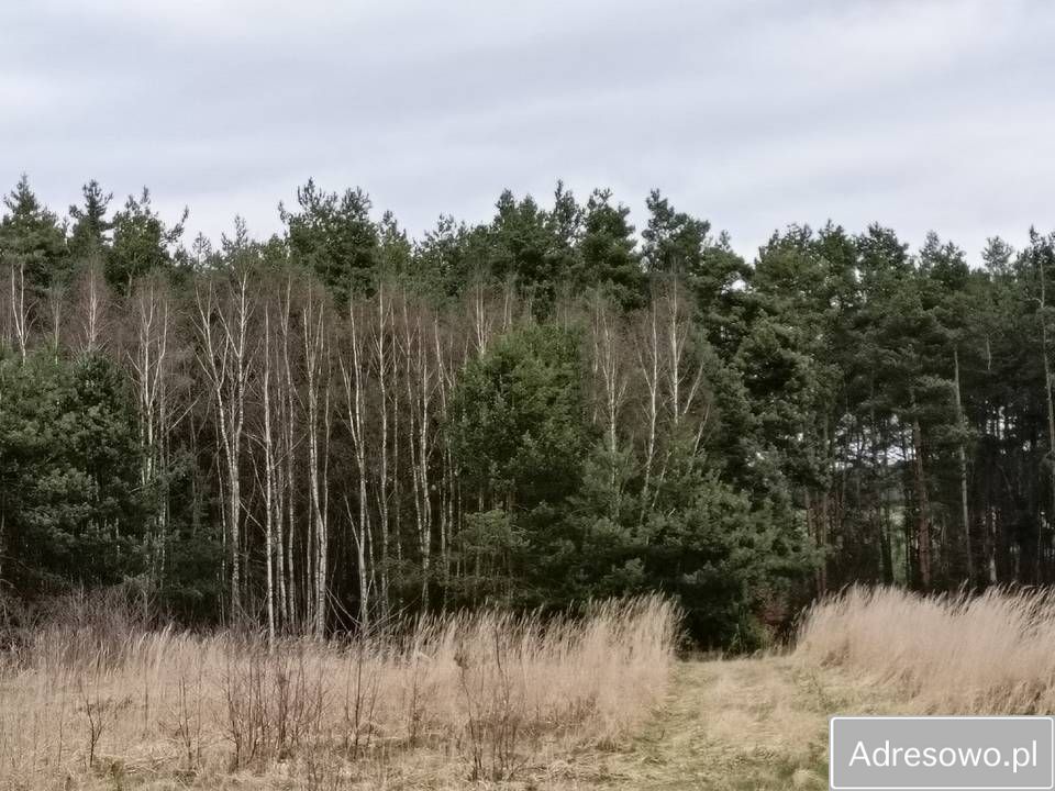 Działka Łowinia. Zdjęcie 1