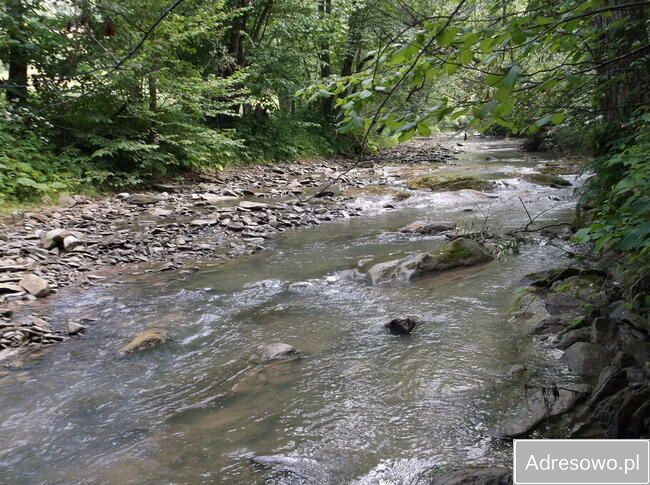 Działka leśna Polana. Zdjęcie 14