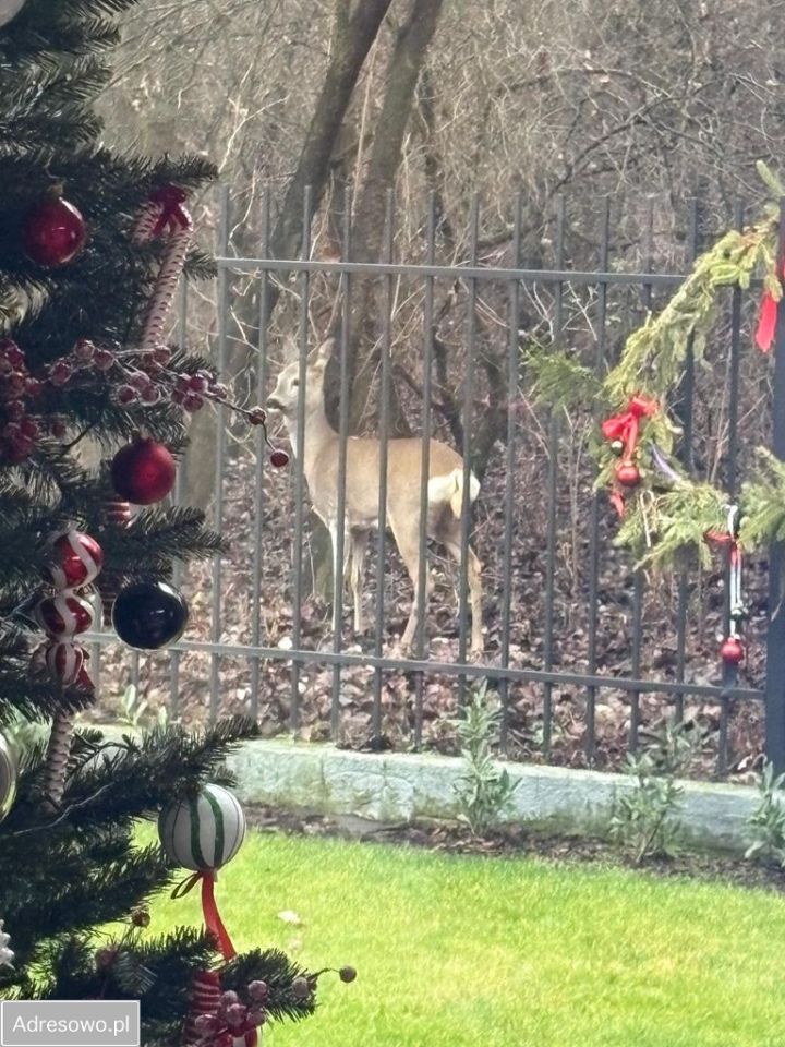 dom wolnostojący, 6 pokoi Warszawa Wilanów, ul. Rosy. Zdjęcie 9