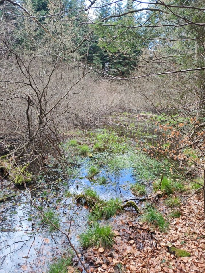 Działka leśna Głobikówka. Zdjęcie 6