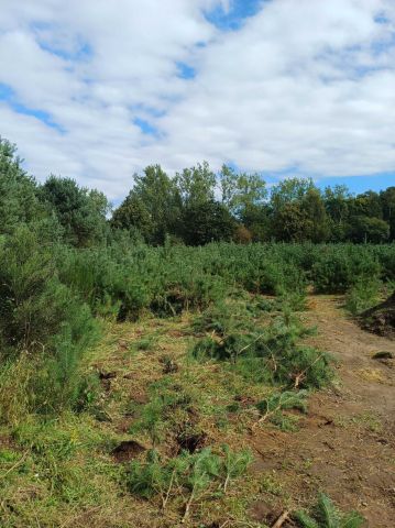 Działka budowlana Rościęcino. Zdjęcie 1