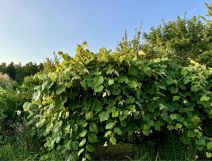 Działka rod Starachowice, ul. Leśna. Zdjęcie 4