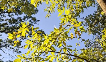 Działka budowlana Józefów Dębinka, ul. Daleka