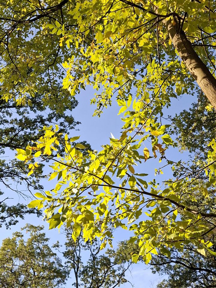 Działka budowlana Józefów Dębinka, ul. Daleka. Zdjęcie 2