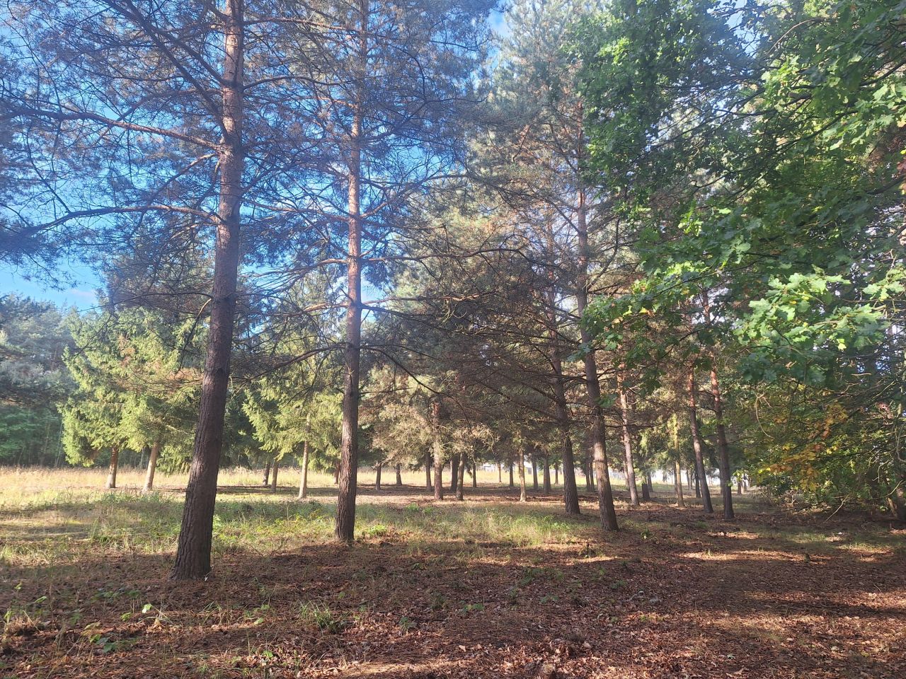 Działka budowlana Adamowizna, ul. Radziejowicka. Zdjęcie 3