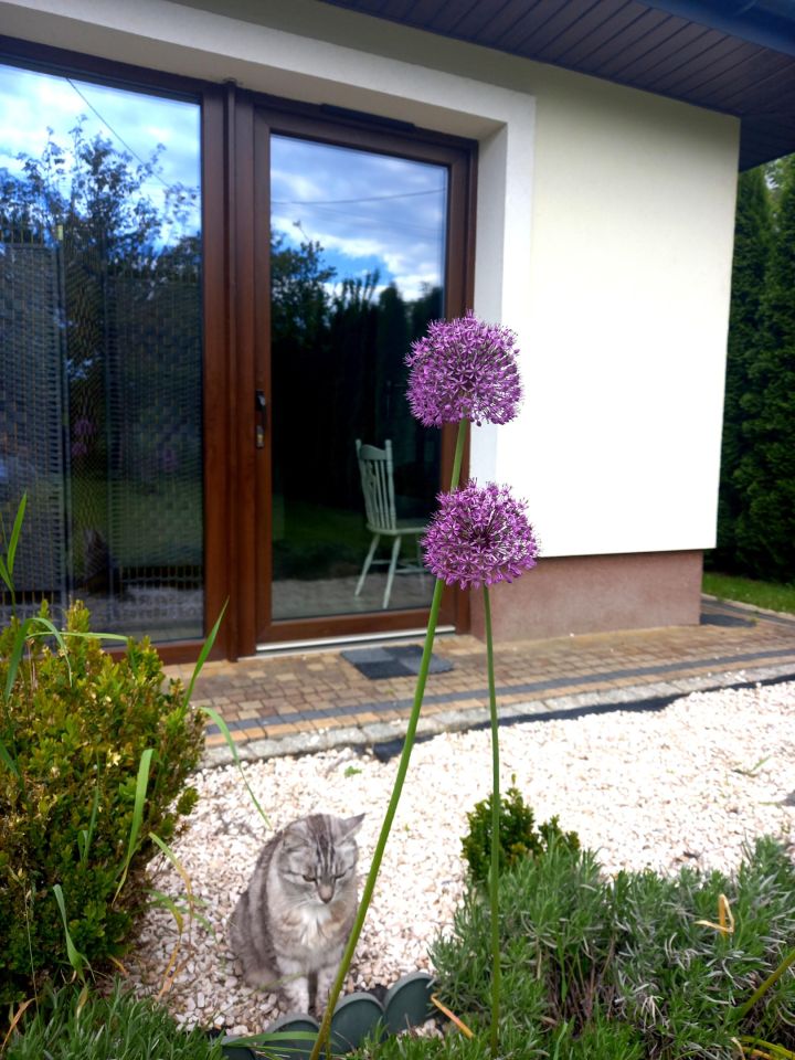 dom wolnostojący, 5 pokoi Gorlice Zawodzie. Zdjęcie 15