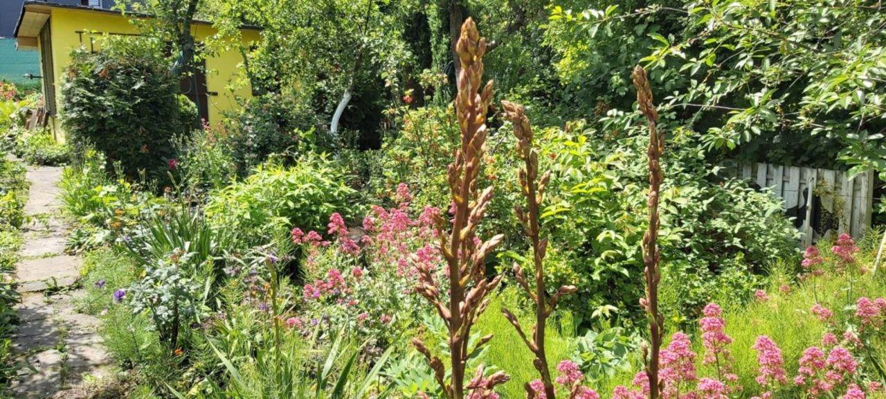 Działka rod Gliwice, ul. Marii Skłodowskiej-Curie. Zdjęcie 2