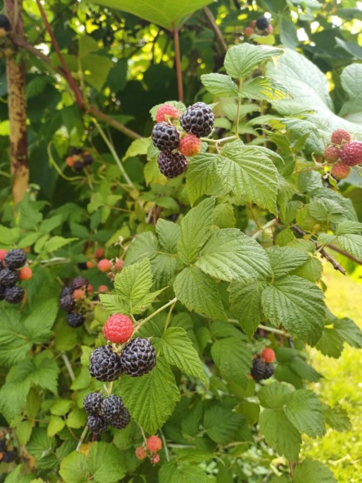 Działka rod Iława. Zdjęcie 7