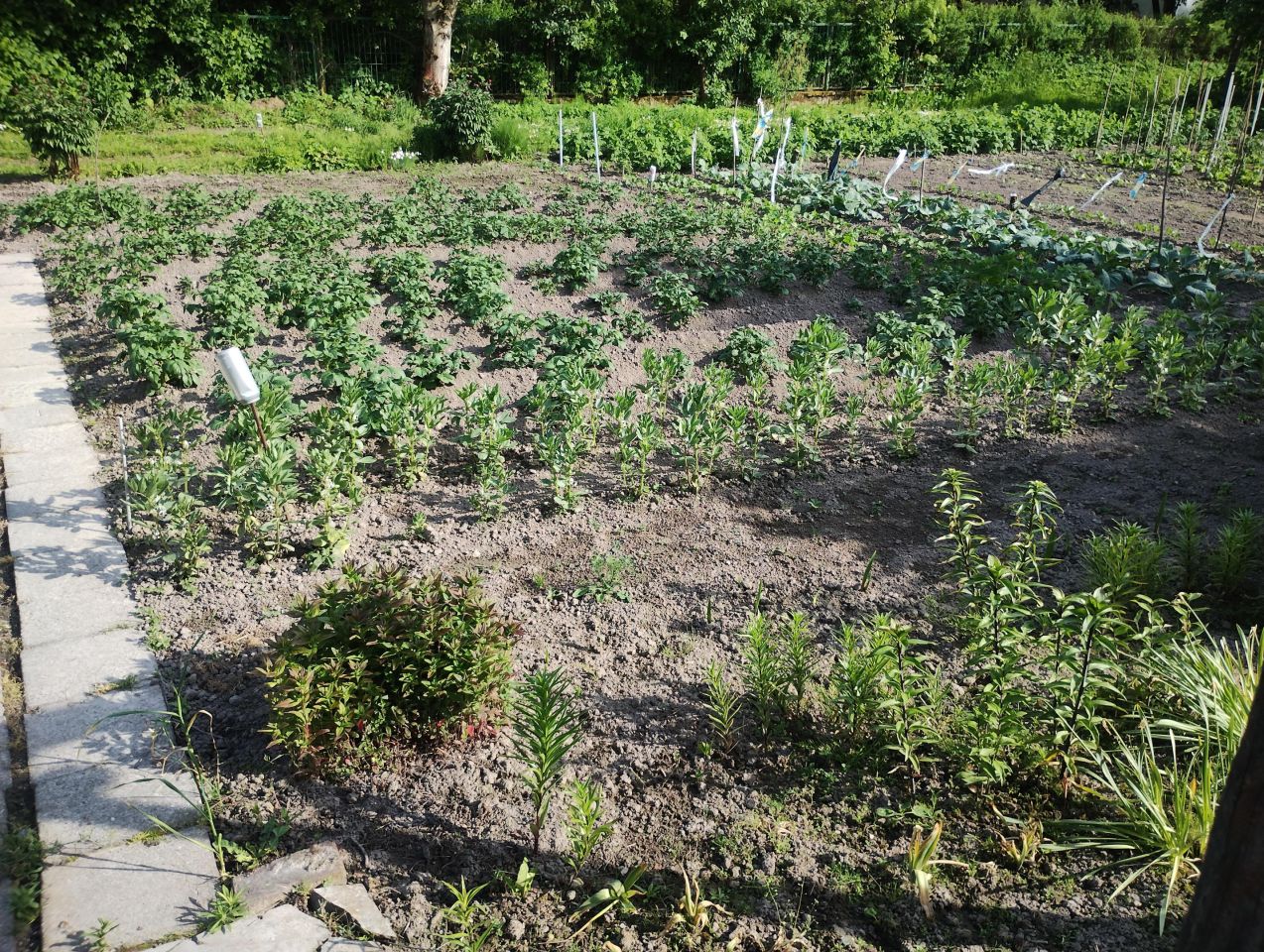 Działka rod Zamość Zamczysko, ul. Żdanowska. Zdjęcie 9