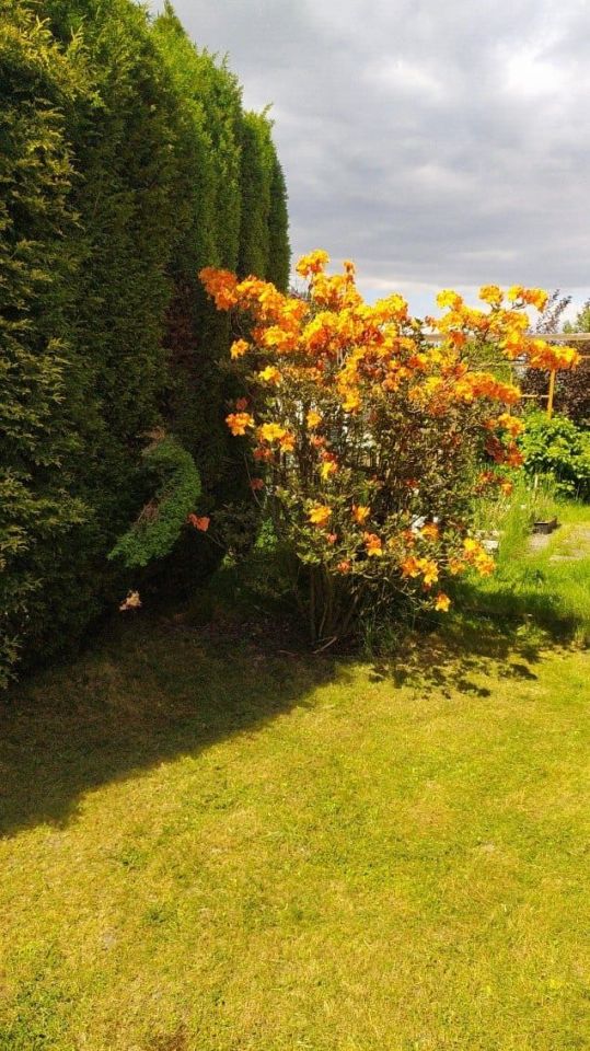 Działka rod Gliwice Stare Gliwice. Zdjęcie 4