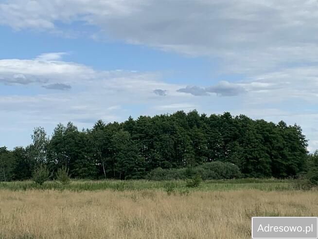 Działka leśna Garki. Zdjęcie 10