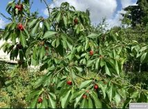 Działka rod Szczecin Śródmieście. Zdjęcie 4