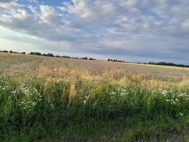 Działka rolno-budowlana Rzeczyca. Zdjęcie 1