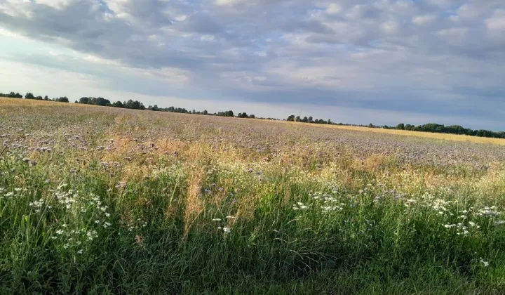 Działka rolno-budowlana Rzeczyca