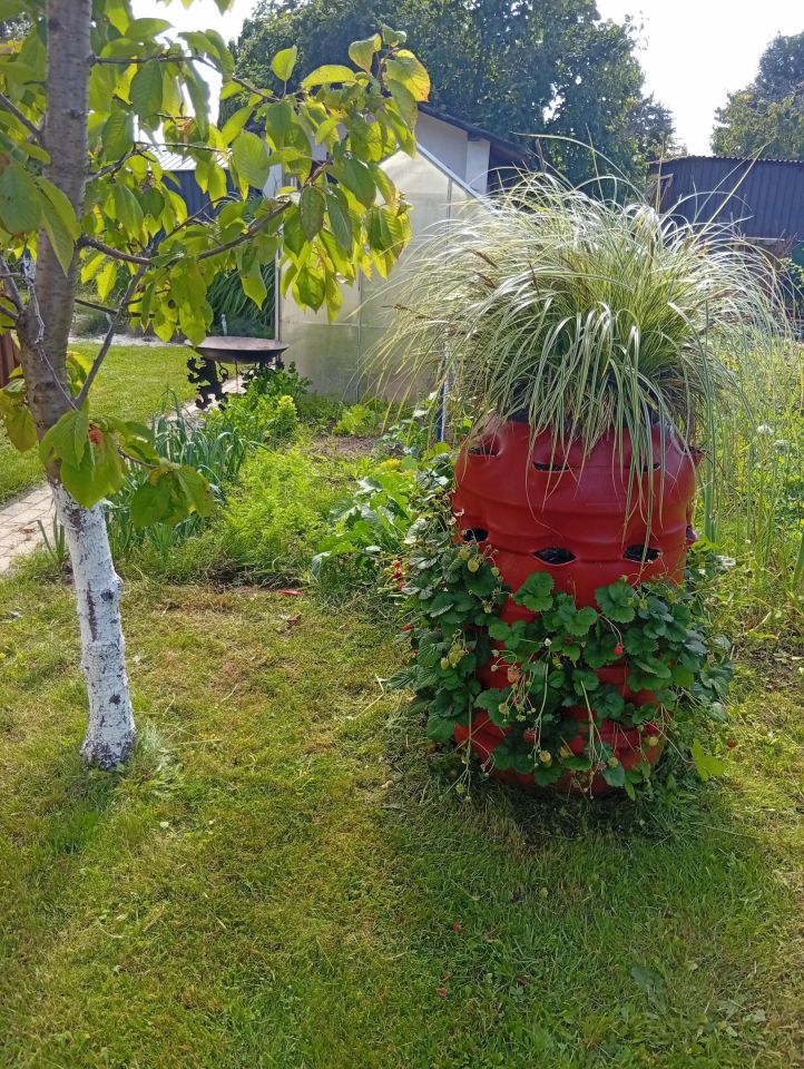 Działka rod Gdynia Babie Doły, ul. Zielona. Zdjęcie 17