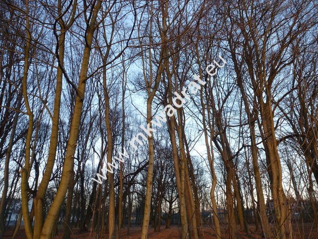 Działka inwestycyjna Otrębusy. Zdjęcie 4