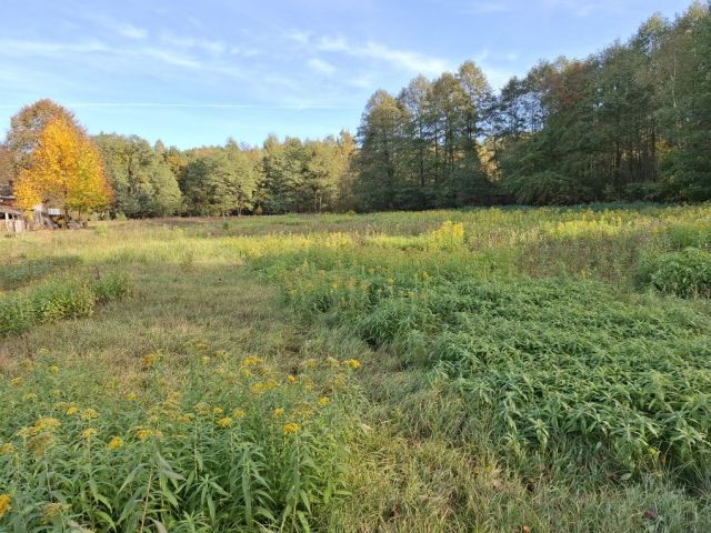 Działka rolno-budowlana Czarna Kolonia. Zdjęcie 1