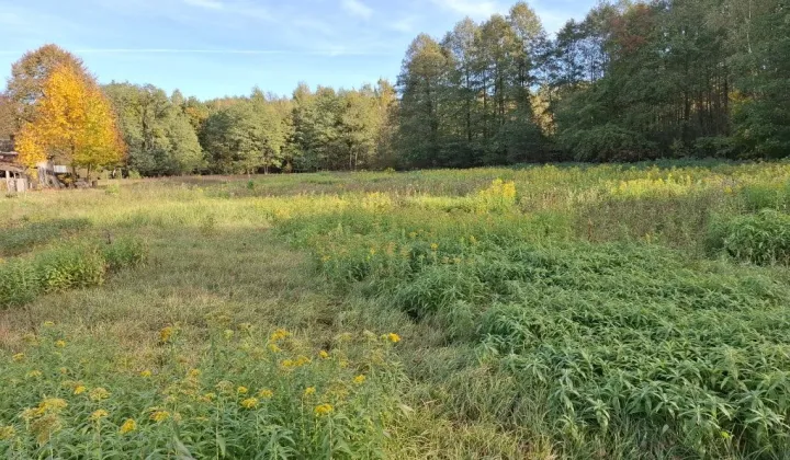 Działka rolno-budowlana Czarna Kolonia
