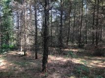 Działka leśna Jawornik Polski. Zdjęcie 1