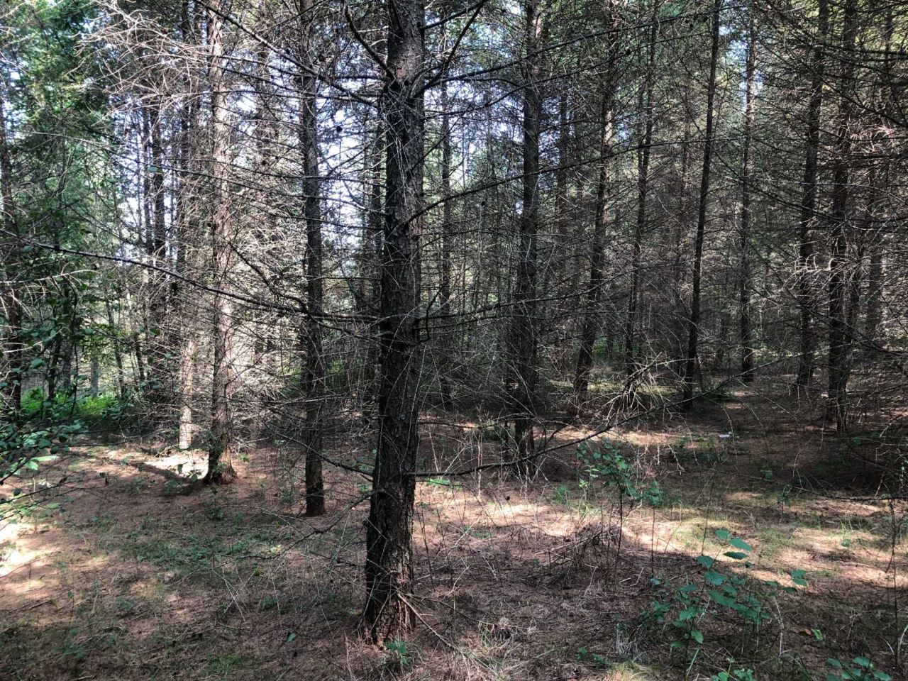 Działka leśna Jawornik Polski. Zdjęcie 2