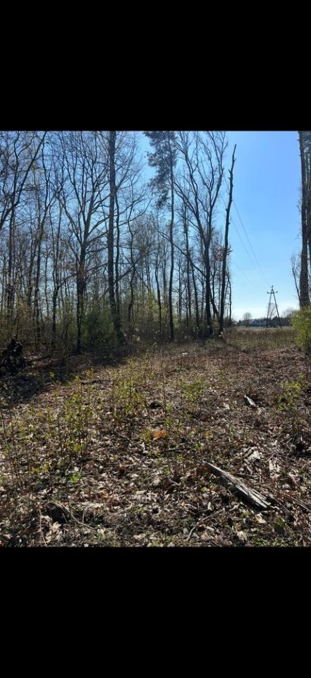 Działka leśna Zawodne. Zdjęcie 4