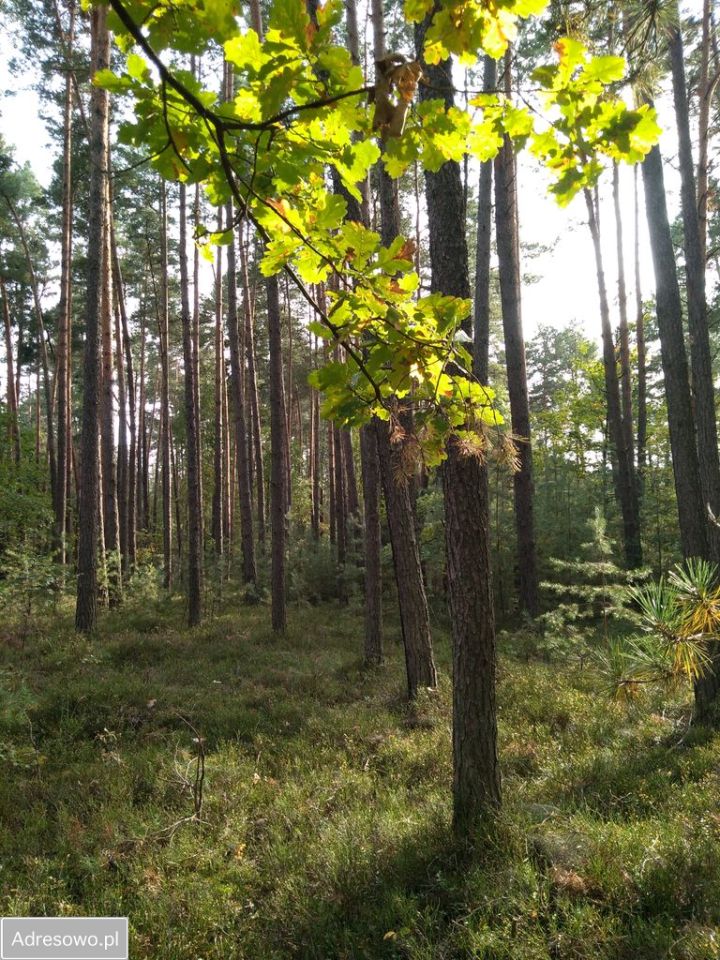 Działka leśna Żytno. Zdjęcie 1