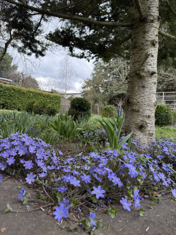 Działka rekreacyjna Poznań Smochowice, ul. Wichrowa. Zdjęcie 7