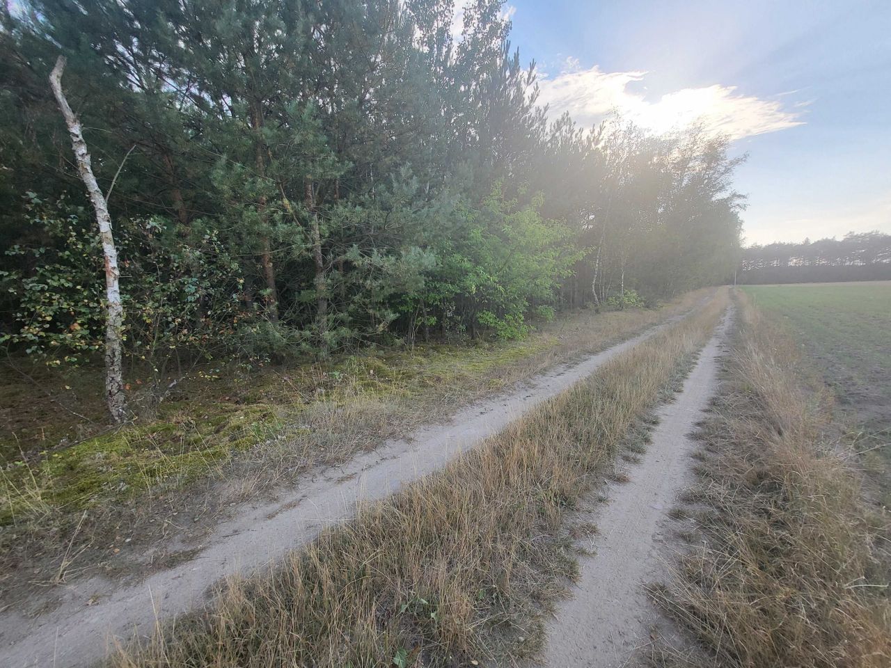 Działka leśna Mroczki-Rębiszewo. Zdjęcie 8