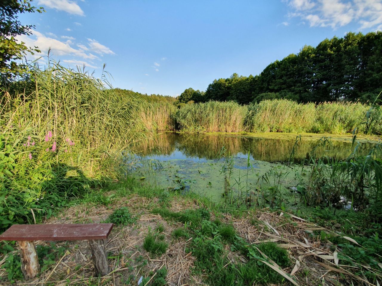 Działka rolna Bledzew Tymiana, ul. Tymiany. Zdjęcie 39
