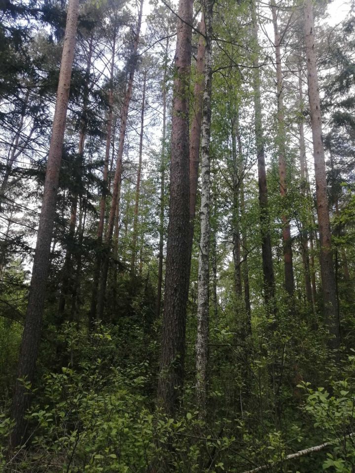 Działka leśna Jastrzębna Druga. Zdjęcie 4