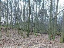 Działka leśna Kraśnik, ul. kard. Stefana Wyszyńskiego. Zdjęcie 1