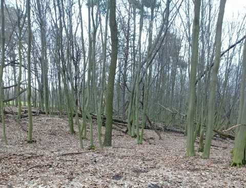 Działka leśna Kraśnik, ul. kard. Stefana Wyszyńskiego. Zdjęcie 2