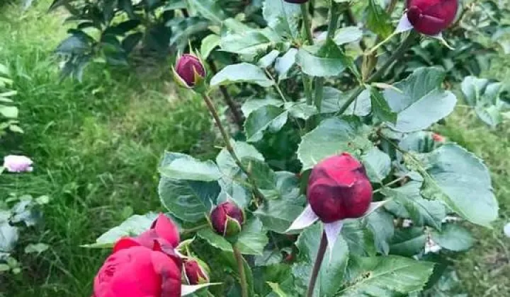 Działka rod Warszawa Dolny Mokotów, ul. Inspektowa