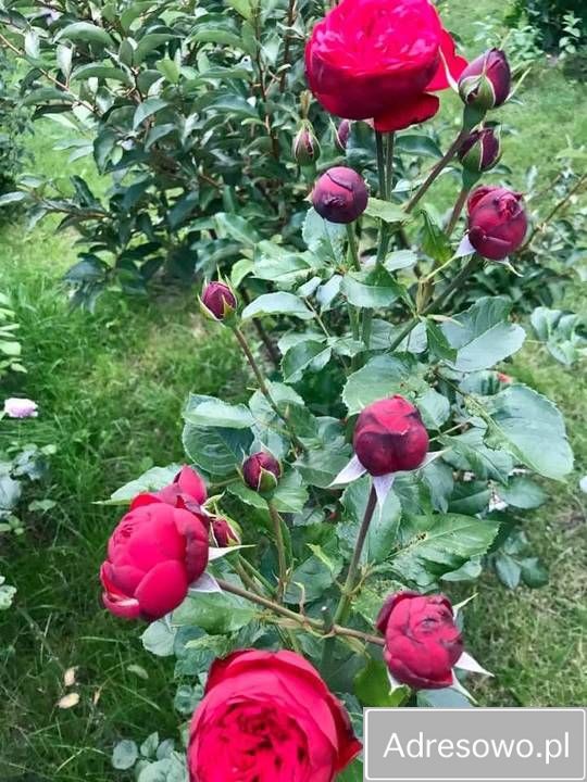 Działka rod Warszawa Dolny Mokotów, ul. Inspektowa