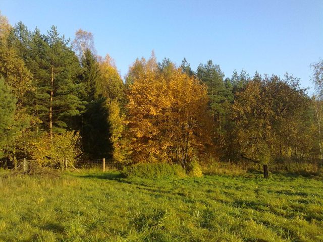 Działka rolna Borowy Młyn. Zdjęcie 1