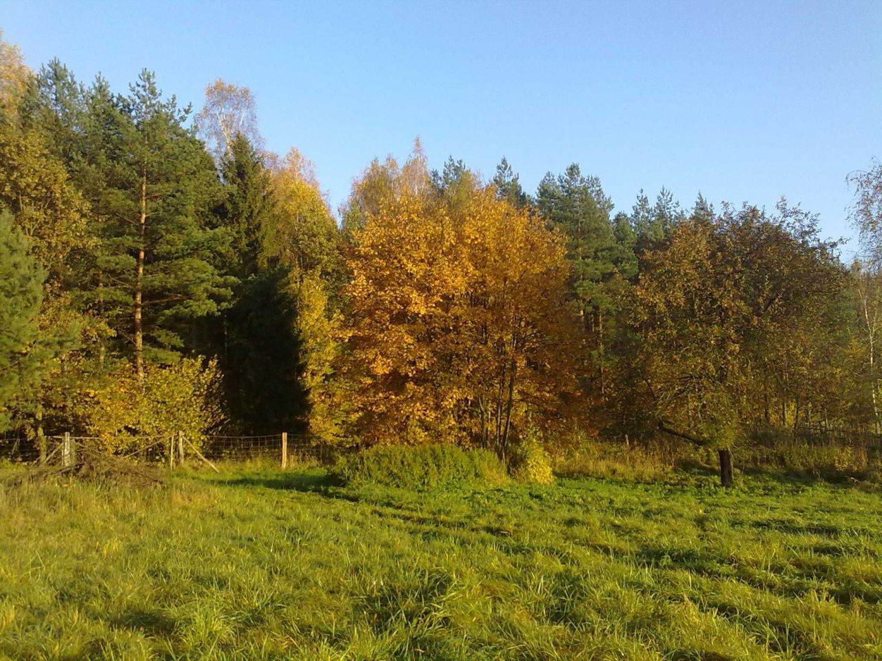 Działka rolna Borowy Młyn. Zdjęcie 1