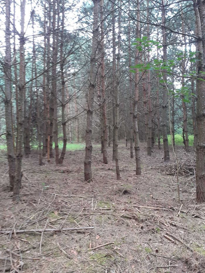 Działka leśna Mniszek
