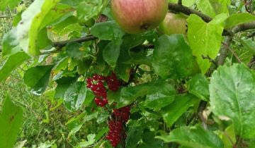 Działka rod Strzegom