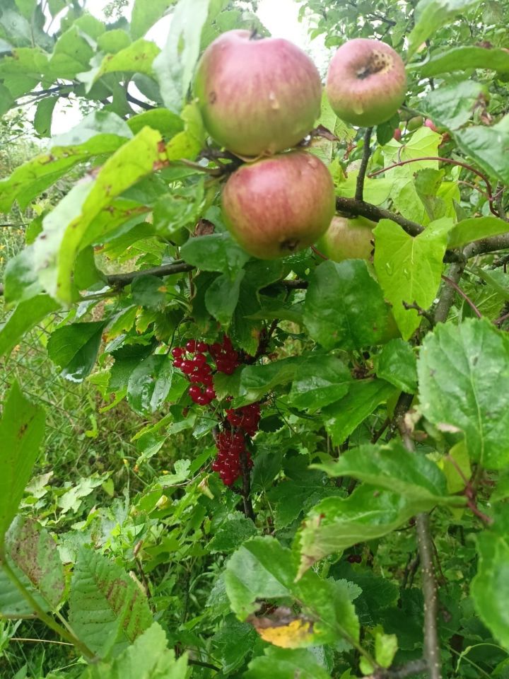 Działka rod Strzegom. Zdjęcie 2
