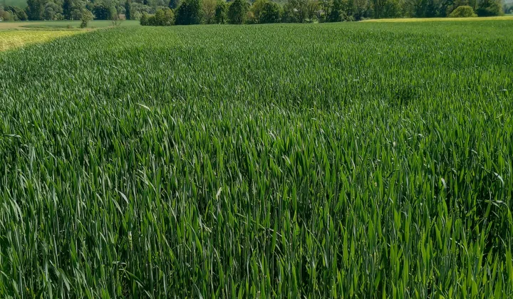 Działka siedliskowa Frydrychowice, ul. Wadowicka