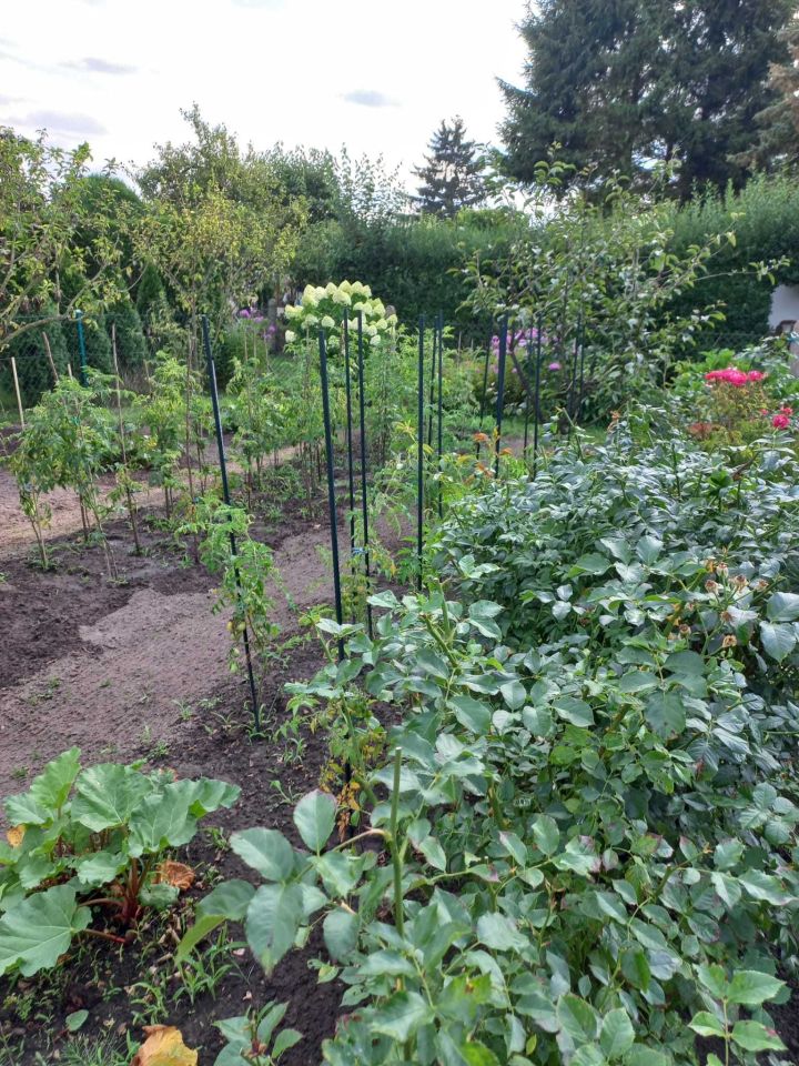 Działka rod Szczecin Krzekowo, ul. Janka Muzykanta. Zdjęcie 2