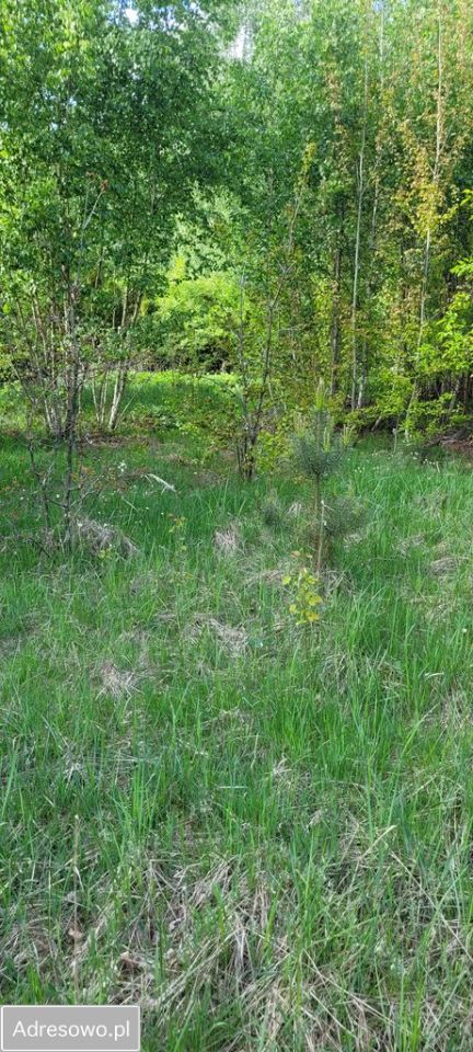 Działka budowlana Borowa. Zdjęcie 6